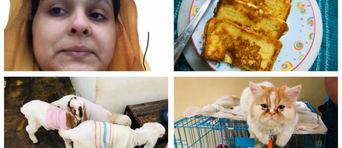 A day in my life / french toast recipe / clothing goats babies in pajamas / indian mom rehnuma