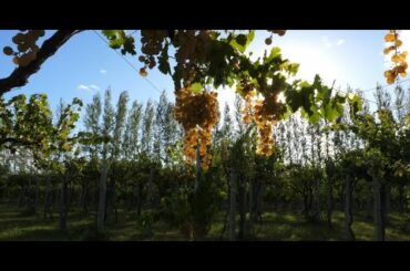 The Wines of Argentina