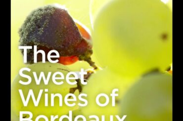 The Sweet Wines of Bordeaux