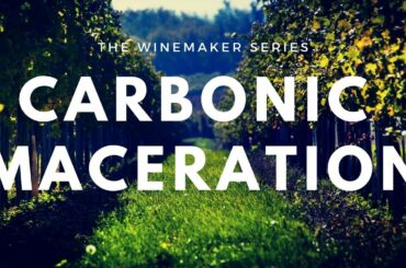 Carbonic Maceration - Wine making process and Beaujolais tasting