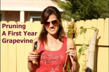 Pruning a First Year Grape Vine and Propagating Cuttings