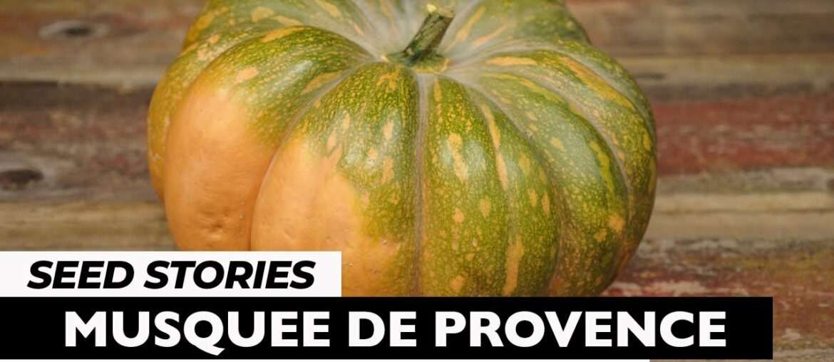 SEED STORIES | Musquee de Provence: A Favorite French Heirloom SEED STORIES | Musquee de Provence: A Favorite French Heirloom