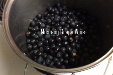 Mustang Grape Wine Processing and Recipe