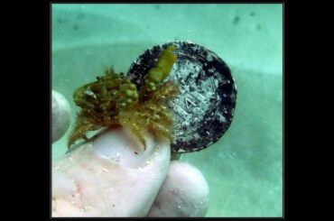 Dominican Republic, Operation Sunken Treasure