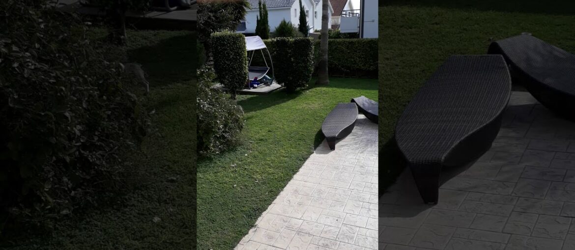 French bulldog Champagne attacked by cat