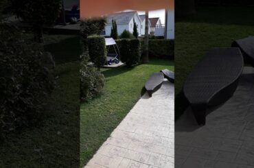 French bulldog Champagne attacked by cat