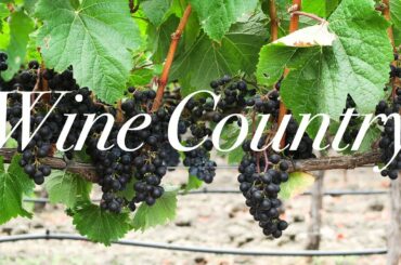 A Napa Sonoma Valley Vlog | The French Laundry & Peju Winery