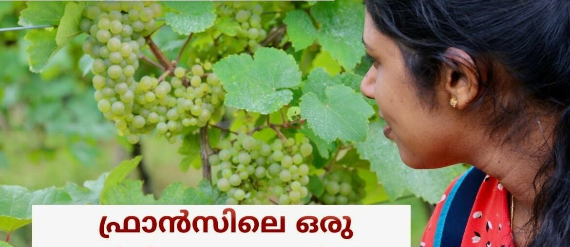 French Vineyard | ഫ്രാൻസിലെ ഒരു മുന്തിരിത്തോട്ടത്തിലൂടെ | Travel Vlog