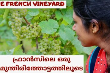French Vineyard | ഫ്രാൻസിലെ ഒരു മുന്തിരിത്തോട്ടത്തിലൂടെ | Travel Vlog