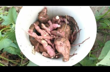 Sweet potato recipes