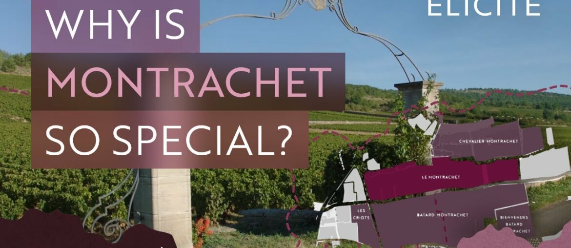 The Most Expensive White Wines In The World? A Guide To Montrachet Wines The Most Expensive White Wines In The World? A Guide To Montrachet Wines