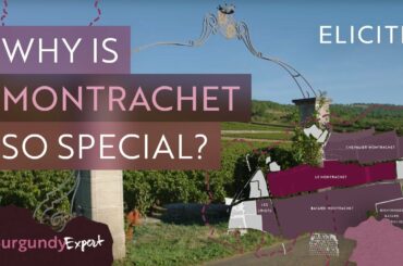 The Most Expensive White Wines In The World? A Guide To Montrachet Wines
