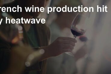 French wine production hit by heatwave