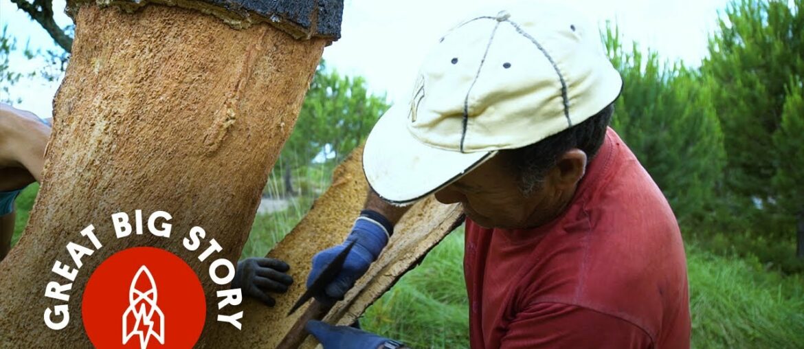 This Is Where Your Wine Corks Come From This Is Where Your Wine Corks Come From