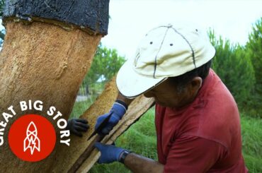 This Is Where Your Wine Corks Come From