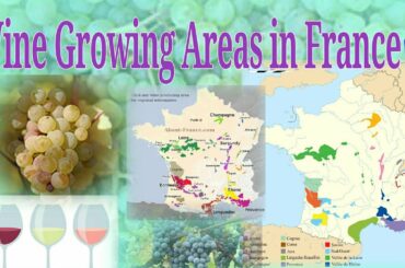 Wine 🍷 Growing Areas/Regions in France 🇫🇷