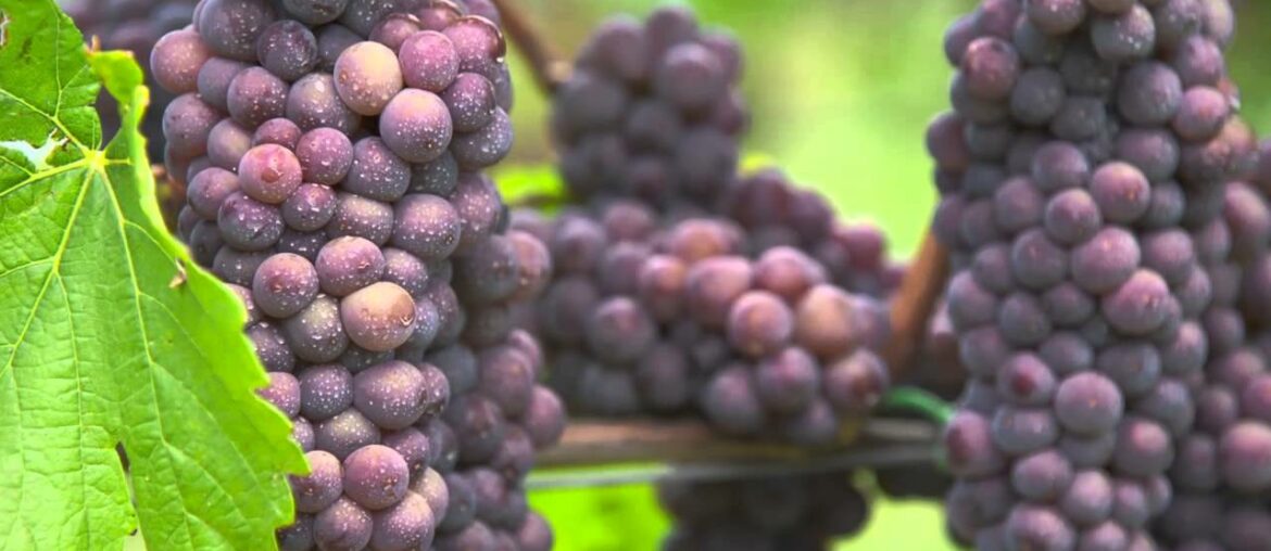 Guild of Sommeliers on the Wines of Alsace