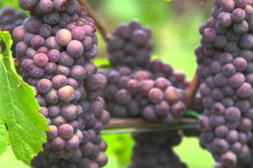 Guild of Sommeliers on the Wines of Alsace