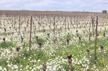 Pays d'Oc IGP Wines - Movie on Air France Flights 2