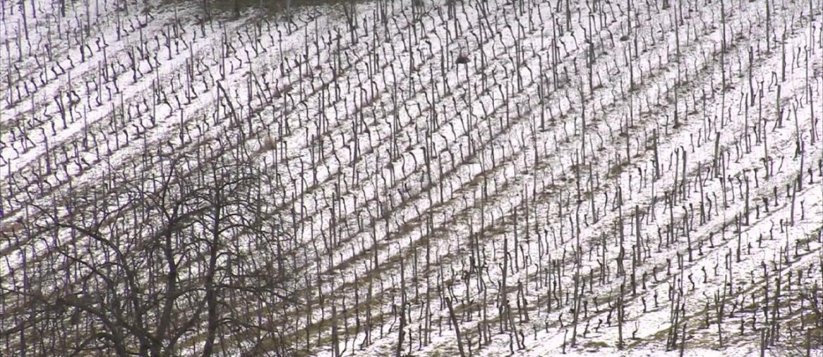 Alsace Land of Wines