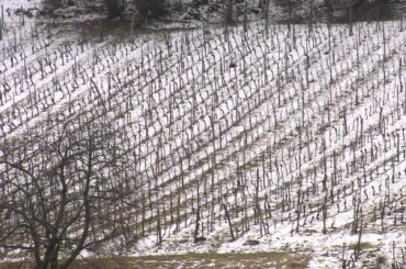 Alsace Land of Wines