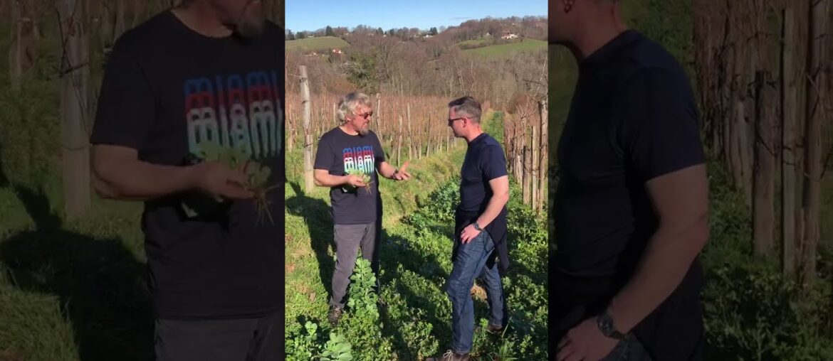 Organic Wine- how is it made?