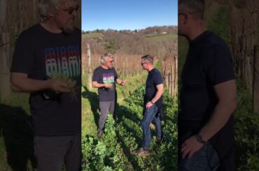 Organic Wine- how is it made?