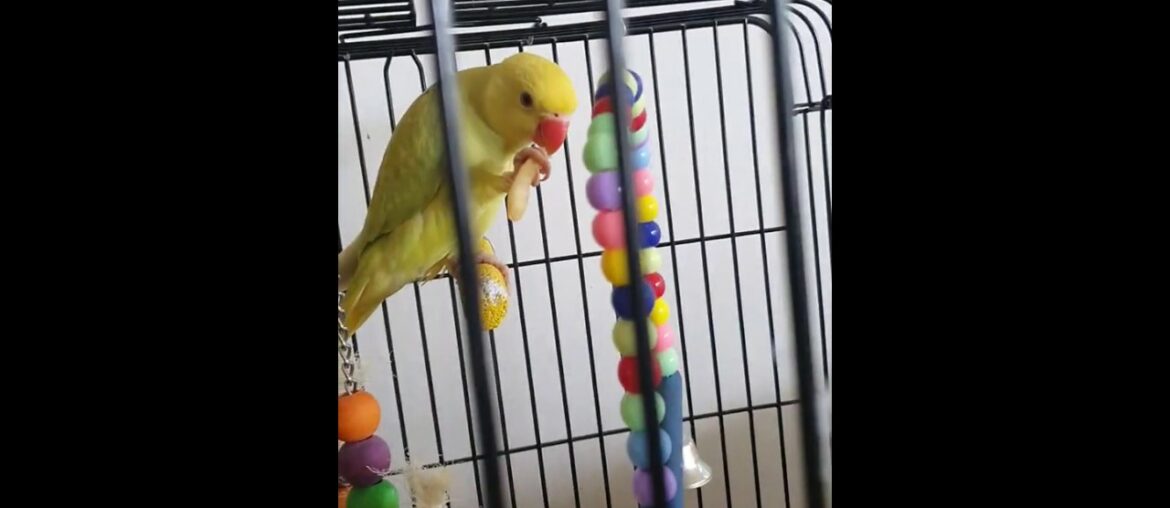 Whiskey and French Fries