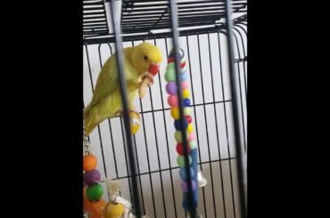 Whiskey and French Fries