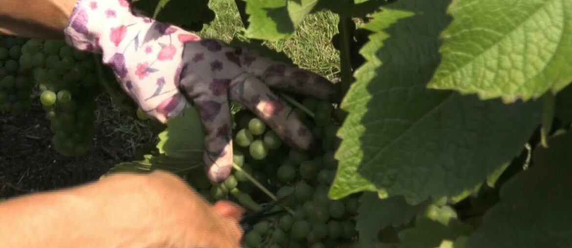 Making Nordic wine: a world away from French chateaux | AFP Making Nordic wine: a world away from French chateaux | AFP