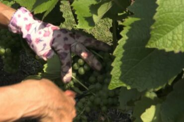 Making Nordic wine: a world away from French chateaux | AFP