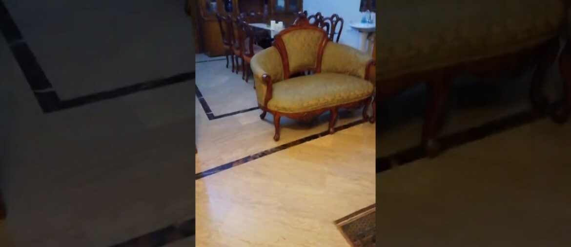 Figo and rose the crazy French bulldogs