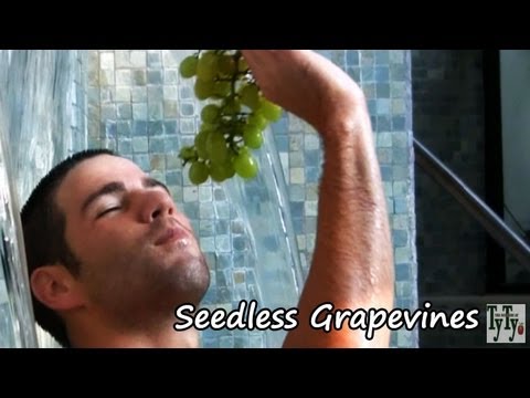 *'Sauvignon Blanc' Grape Vines* +Get French Wines+Ecstacy+ *'Sauvignon Blanc' Grape Vines* +Get French Wines+Ecstacy+