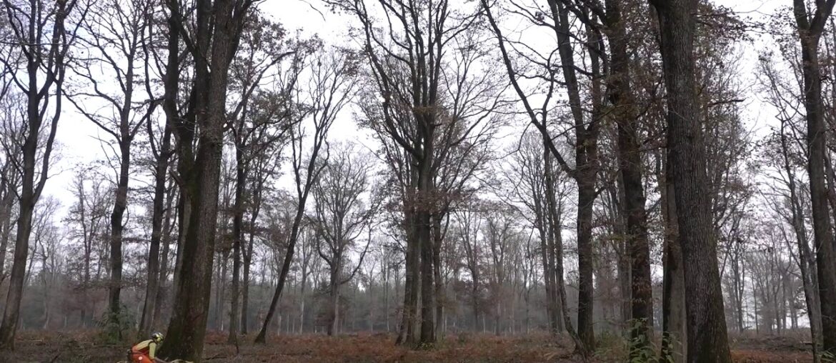 Cutting a French Oak Tree for Wine Barrels