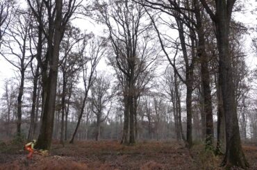 Cutting a French Oak Tree for Wine Barrels