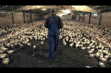 France bans culling of male chicks and castration of piglets without anaesthetic