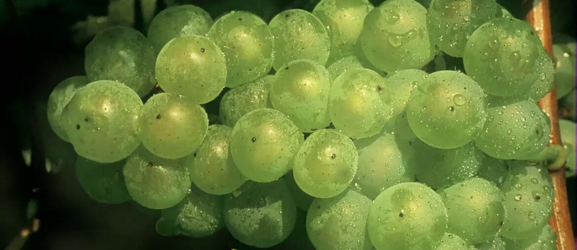 Armagnacs Darroze - The history of Armagnac