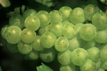 Armagnacs Darroze - The history of Armagnac