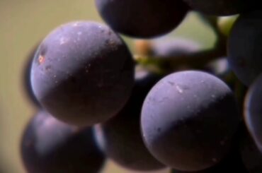 Tour Chapel Down Vineyard and Winery. День на винном дворе в графстве Кент, Англия.