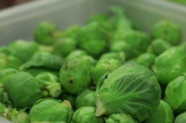 Terroir - Les étoiles... vertes !