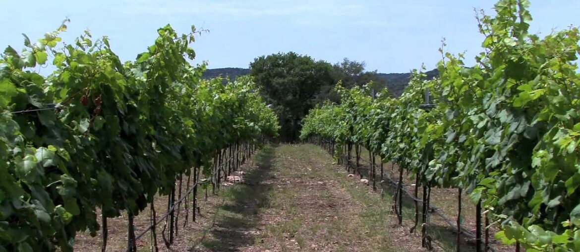 New Texas winery produces 'healthiest' red wine New Texas winery produces 'healthiest' red wine