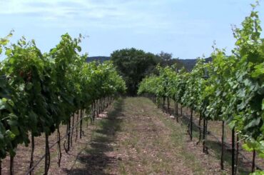 New Texas winery produces 'healthiest' red wine
