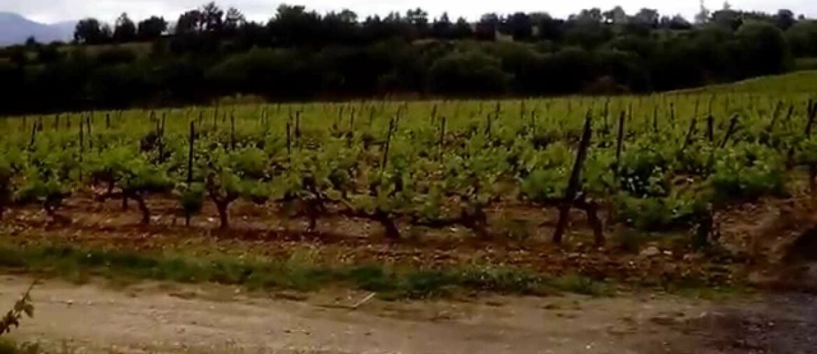 Perpignan Pyrenees/French wine plantation