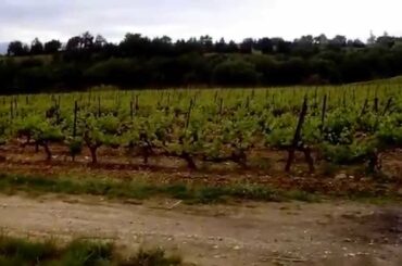 Perpignan Pyrenees/French wine plantation