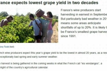 FRENCH WINE CROP 20% LESS HARVEST=PRICE OF WINE WILL RISE! OMG!!