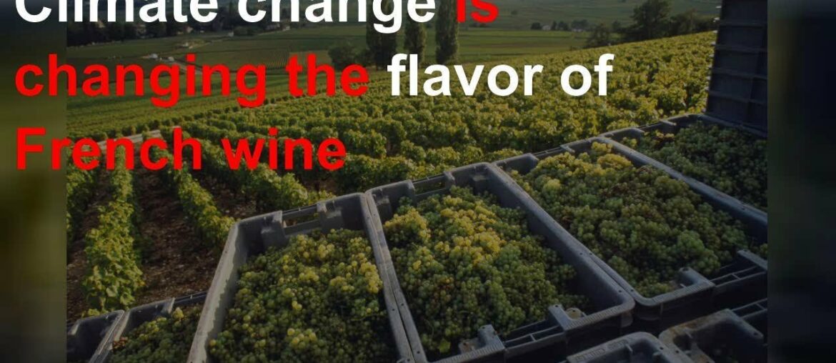 Climate change is changing the flavor of French wine