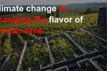 Climate change is changing the flavor of French wine