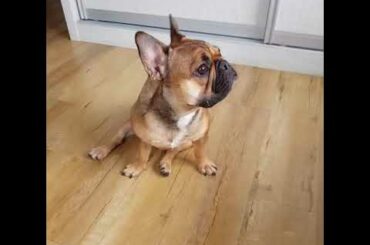 French bulldog: Neptune will just do anything...for it!