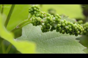 Celebrate National Drink Wine Day with a bottle from Minnesota