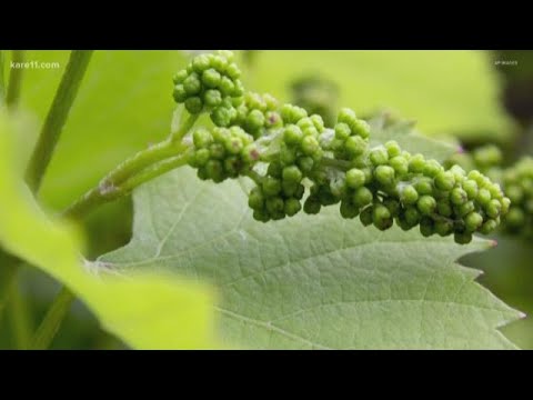 Celebrate National Drink Wine Day with a bottle from Minnesota Celebrate National Drink Wine Day with a bottle from Minnesota